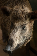 Fototapeta na wymiar Portrait of stuffed wild boar with selective focus