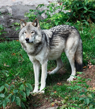 Fototapeta Gray Wolf