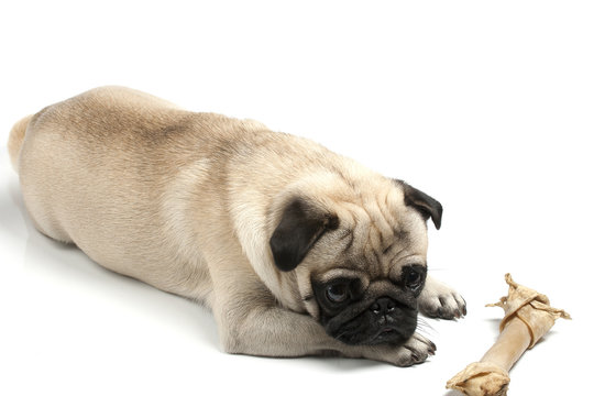 pug with biscuit bone