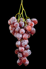 Grape with waterdrops isolated on black