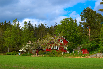 Fototapeta na wymiar Red house among blossoming trees in spring in Norway