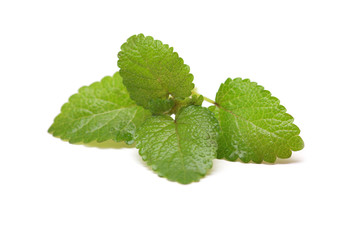fresh lemon balm on white