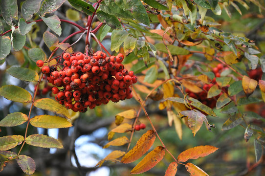 Vogelbeeren
