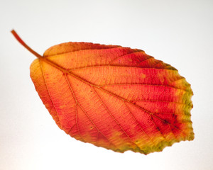 red leaf