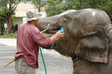 elephant take a shower