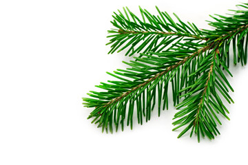 Firtree isolated on white