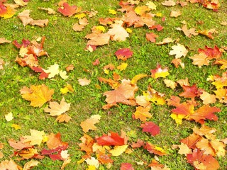 Tapis d'automne