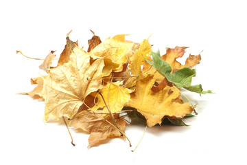 heap of autumn leafs