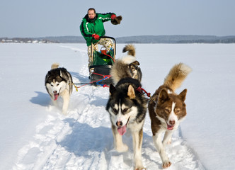 dog sledding