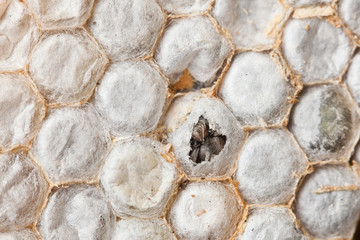 guêpe nid alvéole piqûre sturcture insecte octogonale larve p