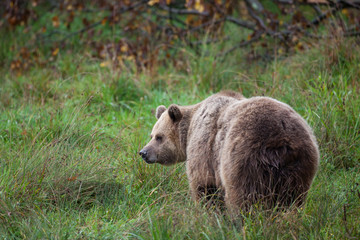ours ours brun grizzly poil nounours calin mammifère sauvage da