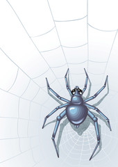 Spider