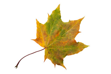 Ahornblatt, Maple leaf