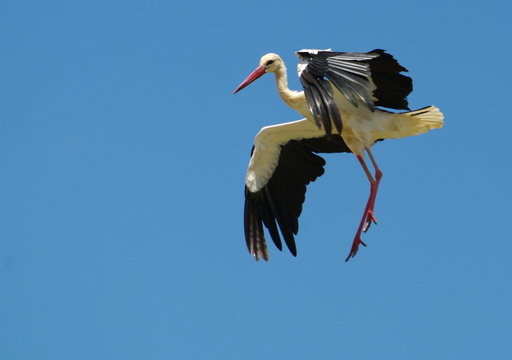 4 538 Best Cigogne Images Stock Photos Vectors Adobe Stock