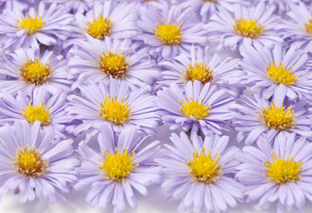 small purple chrysanthemums