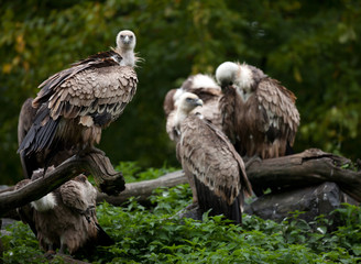 vautour vautour fauve rapace oiseau plume bande charognard charo