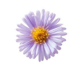Fototapeta premium Chrysanthemum lilac
