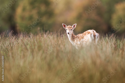 Faon Daim Petit Bebe Animal Mammifere Sauvage Herbe Nature Wall Mural Shocky