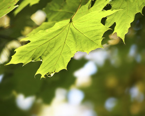 Autumnal maple leaves on blurred background