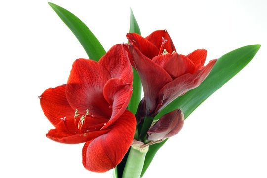 amarillis