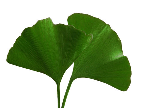 Two Ginkgo Leaves