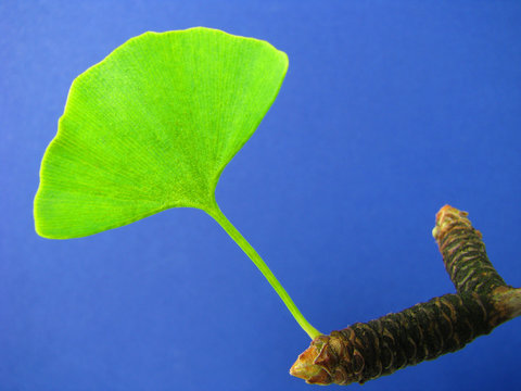 Ginkgo