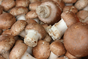 champignons de Paris
