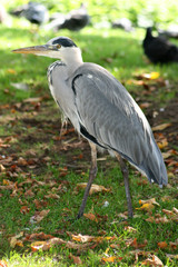 Reiher