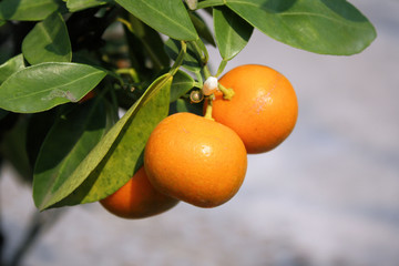 Orangen am Baum in schönem Orange