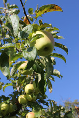 Apple on a tree