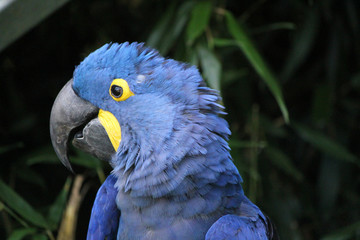 Hyacinthe macaw head