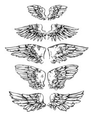 Ink sketch of wings
