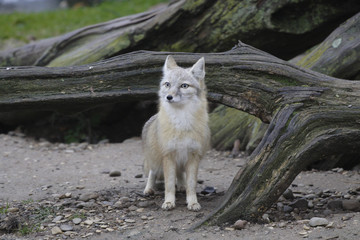 Wildkatze