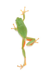 Naklejka premium Tree frog