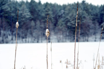 Dried plant in snow