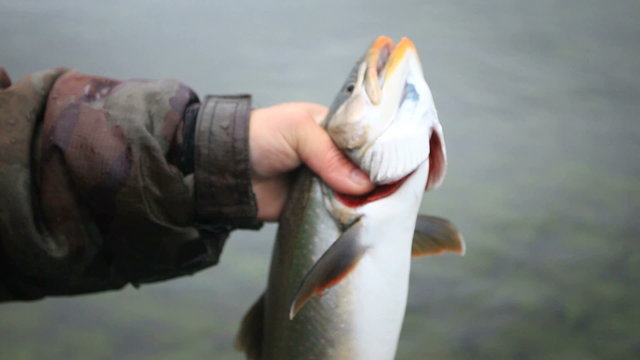 Fisherman Catching A Fish