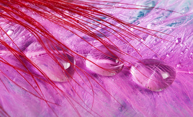feathers with drops macro