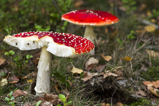 Fliegenpilz