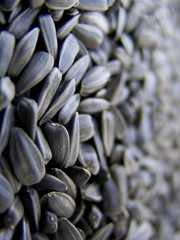 sunflower seeds