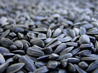 sunflower seeds macro