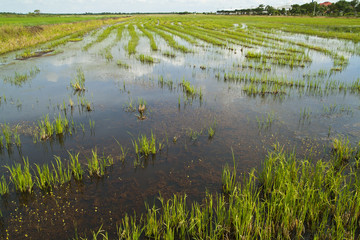 Rice Field