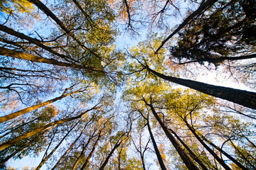 the forest bottom-up