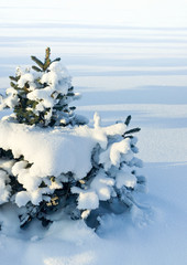Little fir tree in snow