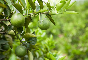 Green oranges on the trees