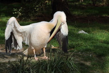 pélican blanc, pelecanus onocrotalus
