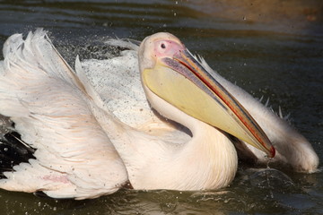 pélican blanc,pelecanus onocrotalus