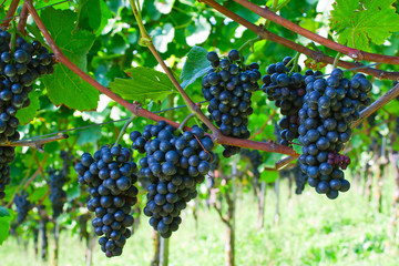 Blue grapes