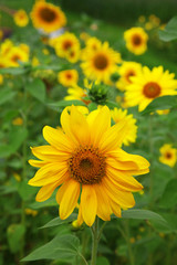 Sunflower