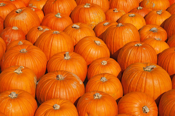 Colorful pumpkins