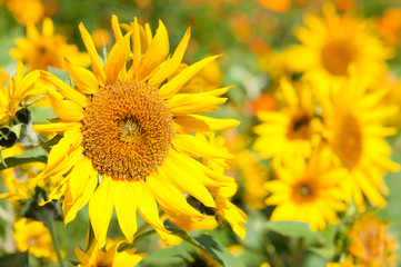 たくさんのミニひまわり